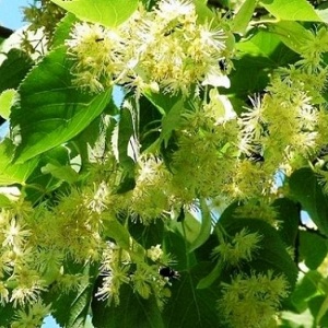 Опилки липовые оптом в Сергиевом Посаде от завода-производителя Лигнум Ресурс